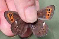 Erebia ligea