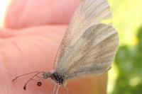 Leptidea juvernica / Leptidea sinapis