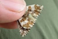Pyrgus alveus
