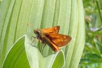 Ochlodes sylvanus