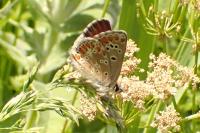 Aricia artaxerxes