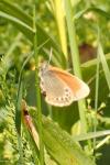 Coenonympha gardetta