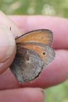 Coenonympha pamphilus