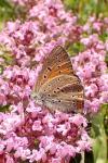 Lycaena hippothoe