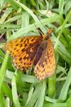 Boloria euphrosyne