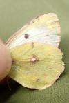 Colias hyale