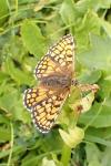 Melitaea parthenoides