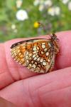 Melitaea diamina