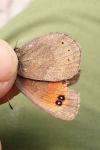 Erebia meolans