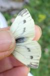 Pieris napi