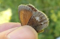 Coenonympha glycerion