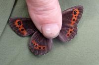 Erebia ligea