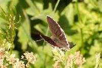 Aricia artaxerxes