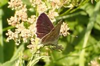 Aricia artaxerxes