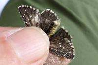 Pyrgus alveus