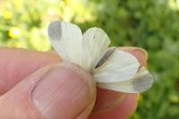 Leptidea juvernica / Leptidea sinapis