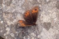 Erebia meolans