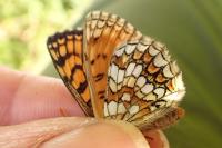Melitaea parthenoides