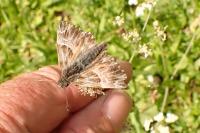 Muschampia floccifera