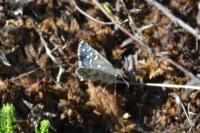 Pyrgus armoricanus