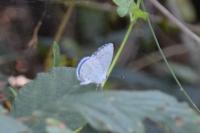 Celastrina argiolus