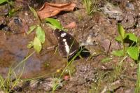 Limenitis camilla