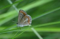 Aricia agestis