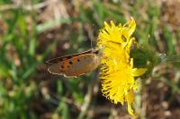 Lycaena phlaeas