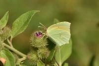 Gonepteryx cleopatra