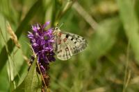 Parnassius apollo