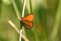 Lycaena hippothoe