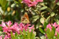 Boloria pales