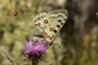 Parnassius apollo