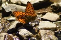 Speyeria aglaja