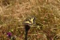 Papilio machaon