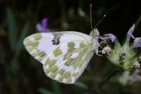 Pontia daplidice