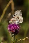 Parnassius apollo