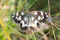 Melanargia galathea