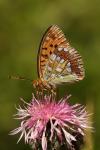 Fabriciana adippe
