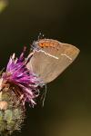 Satyrium spini