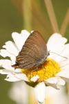 Satyrium ilicis
