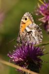 Hipparchia semele