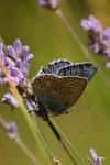 Polyommatus icarus