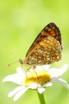 Melitaea celadussa