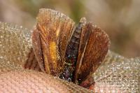 Thymelicus acteon