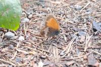 Coenonympha arcania