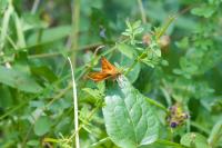 Ochlodes sylvanus