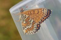 Melitaea cinxia