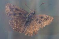 Erynnis tages