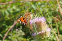 Vanessa cardui